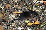 Nectomys squamipes